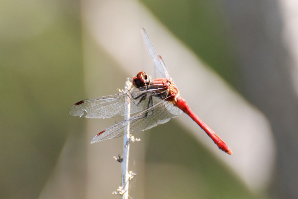 Sympetrum sanguineum?  S, maschio